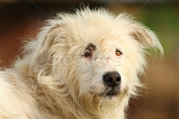 portrait of white shepherd dog Stock photo © taviphoto