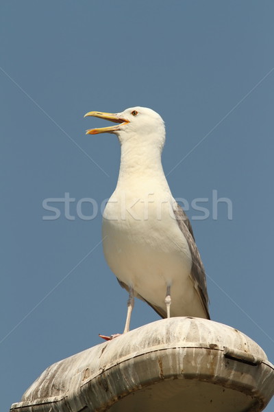 caspian gull on electric pile Stock photo © taviphoto