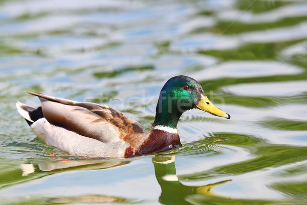 Stock photo: male wild  mallard duck on pond
