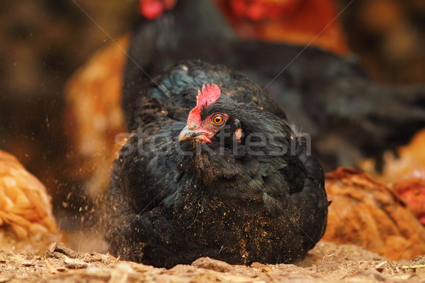 black hen foraging for food Stock photo © taviphoto