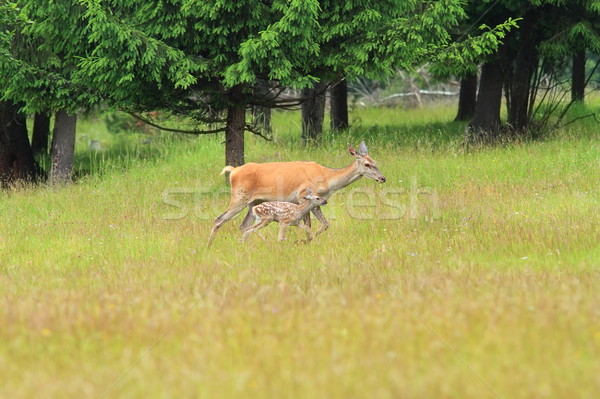 red deer doe with calf Stock photo © taviphoto