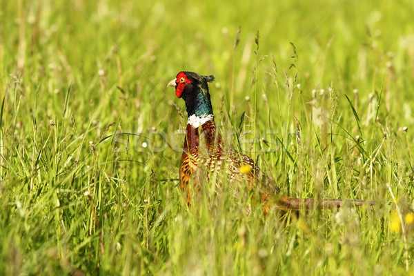 colorful common pheasant Stock photo © taviphoto