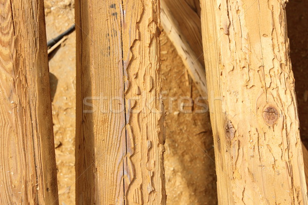 construction wooden beams destroyed by insect attack Stock photo © taviphoto