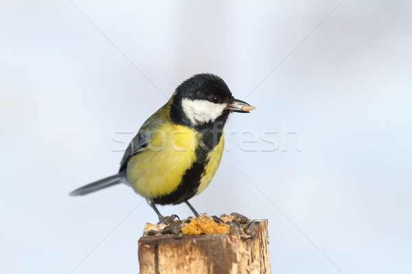 great tit eating sunflower seed Stock photo © taviphoto