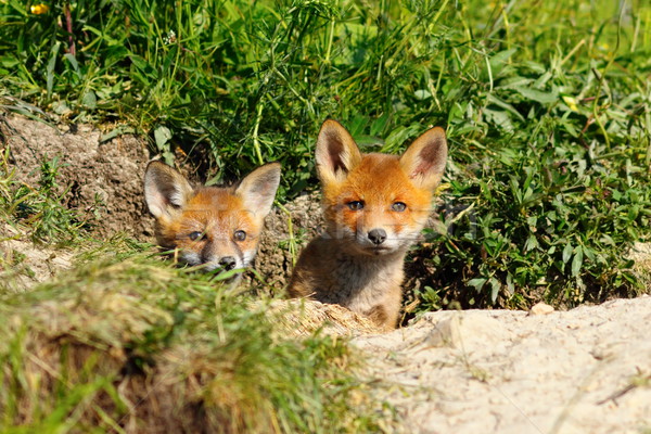 two cute foxes Stock photo © taviphoto