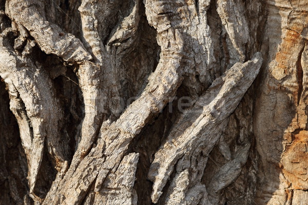detail of very old poplar tree bark Stock photo © taviphoto