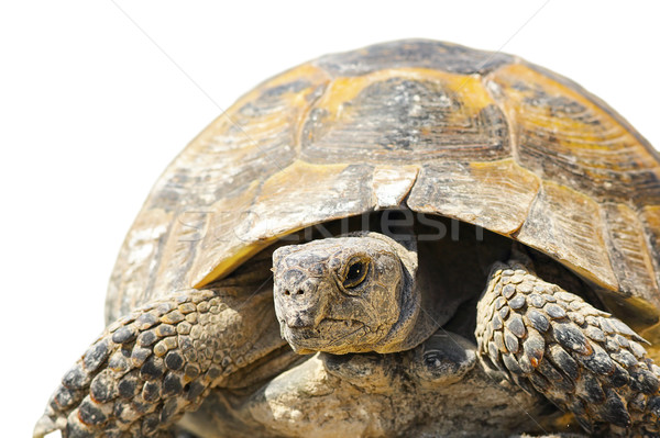 greek turtoise closeup over white Stock photo © taviphoto