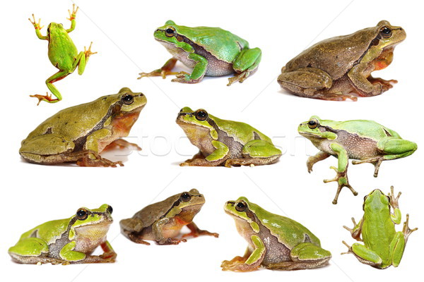 collection of isolated green tree frogs Stock photo © taviphoto