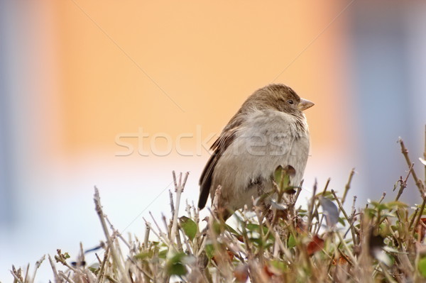 young house sparrow Stock photo © taviphoto