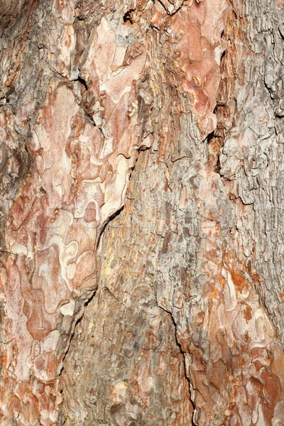 textured pine bark Stock photo © taviphoto