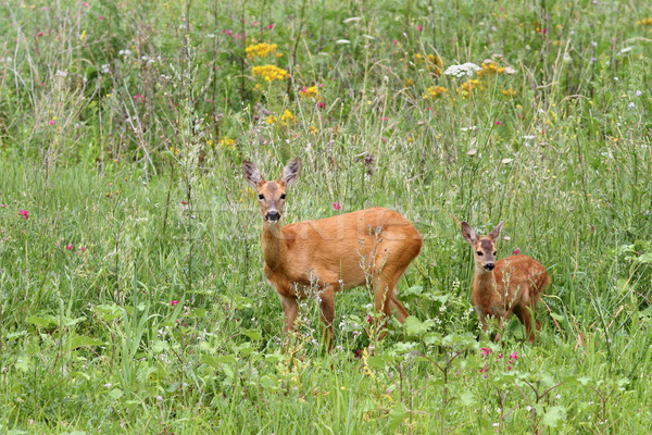 Stock photo: deer doe and her baby