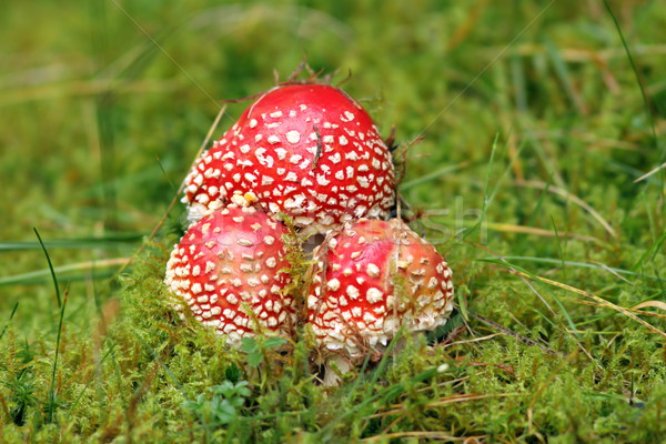 group of red fly agaric Stock photo © taviphoto