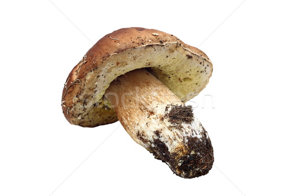 isolated fungi porcino mushroom Stock photo © taviphoto