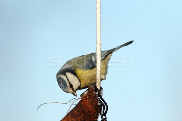 hungry blue tit on lard feeder Stock photo © taviphoto