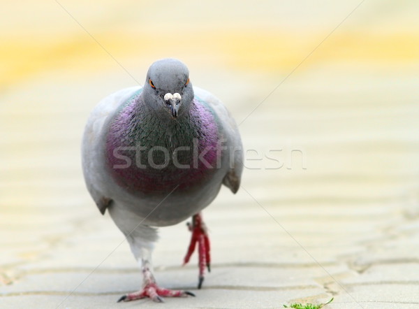 pigeon walking towards the camera on urban alley Stock photo © taviphoto