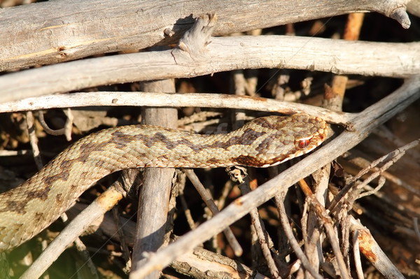 common adder basking on twigs Stock photo © taviphoto