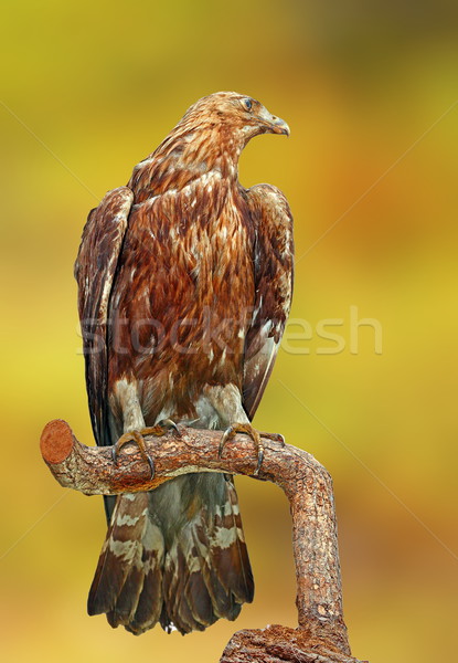golden eagle over green background Stock photo © taviphoto