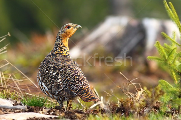 Stock photo: capercaillie hen