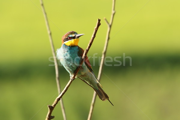 beautiful european bee eater Stock photo © taviphoto