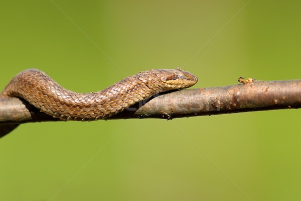 Stock photo: smooth snake climbing on branch