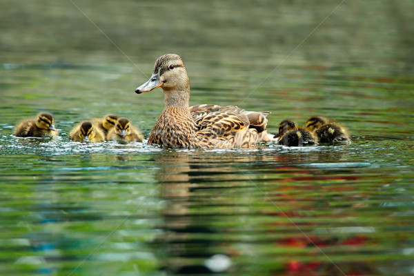 Ente Familie Schwimmen Teich Frühling Mutter Stock foto © taviphoto