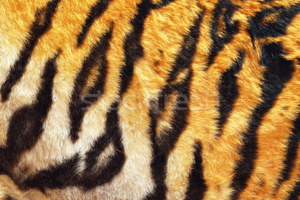 close up of tiger beautiful leather Stock photo © taviphoto