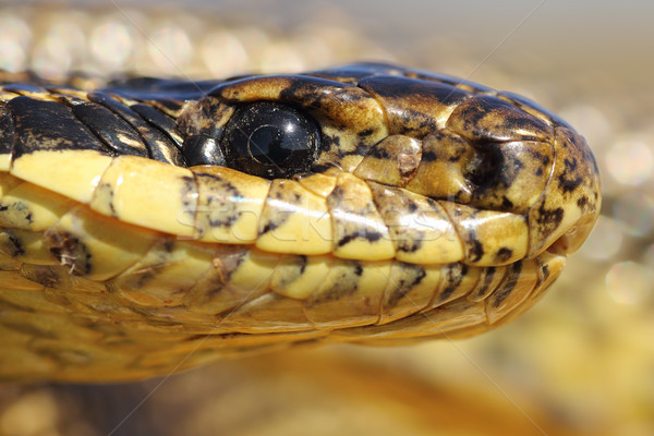 extreme macro portrait of blotched snake Stock photo © taviphoto