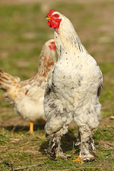 Orgoglioso gallo farm bianco piedi natura Foto d'archivio © taviphoto