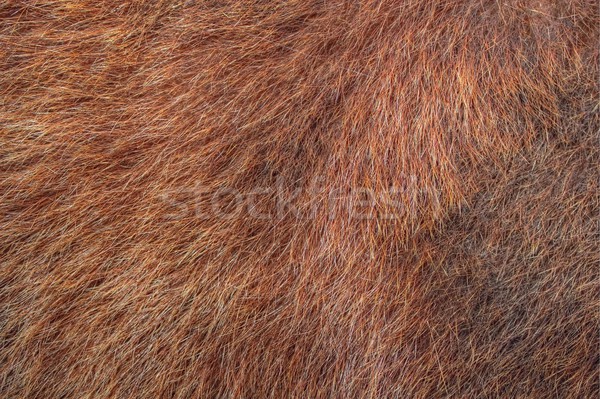 textured bear fur Stock photo © taviphoto
