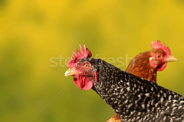 Kura portret piękna zielone trawy kurczaka Zdjęcia stock © taviphoto