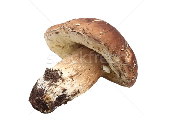 boletus edulis isolated over white Stock photo © taviphoto