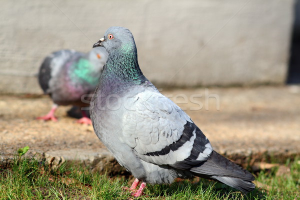 feral pigeon looking for mate in spring Stock photo © taviphoto