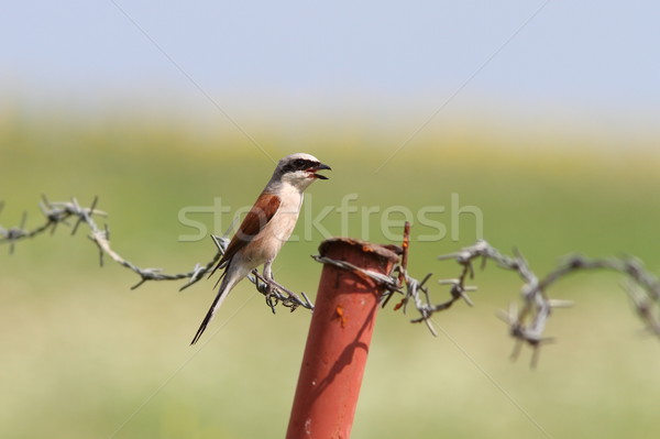 Foto stock: Alambre · de · púas · masculina · pie · cielo · naturaleza · verano