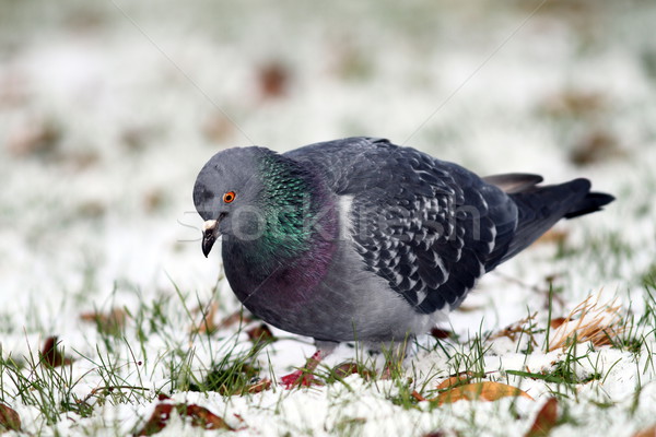 Porumbel cautare alimente zăpadă iarbă acoperit Imagine de stoc © taviphoto