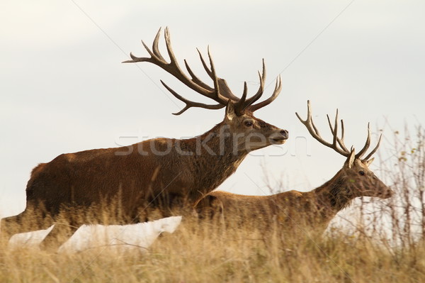 Stockfoto: Lopen · herten · bos · natuur · groene · spel