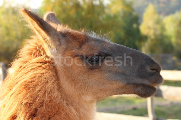 Porträt Bild wildes Tier Ranch Gesicht Natur Stock foto © taviphoto