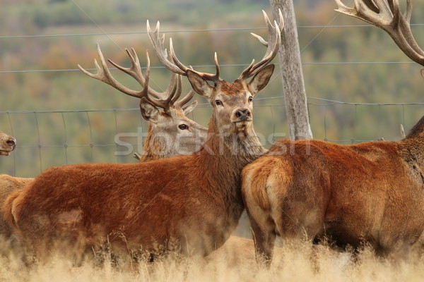 red deers herd Stock photo © taviphoto