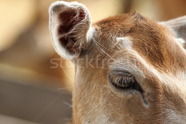 closeup of fallow deer hind, eye detail Stock photo © taviphoto