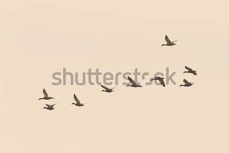 flock of wild ducks on the sky Stock photo © taviphoto