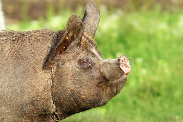 profile of a pig Stock photo © taviphoto