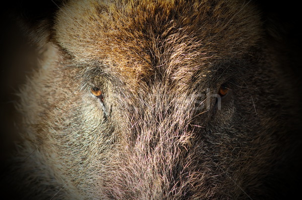 abstract portrait of wild boar Stock photo © taviphoto