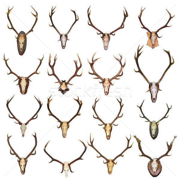 large collection of isolated red deer hunting trophies Stock photo © taviphoto