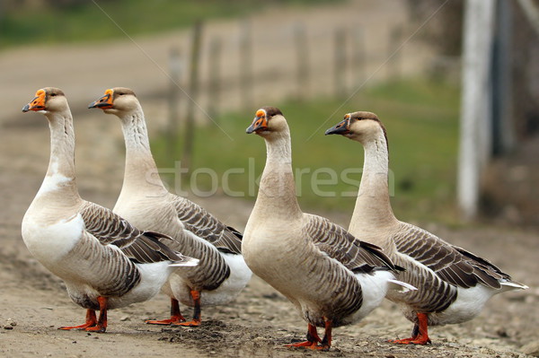 flock of domestic geese on rural road Stock photo © taviphoto