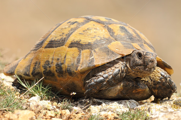 spur-thighed tortoise closeup Stock photo © taviphoto