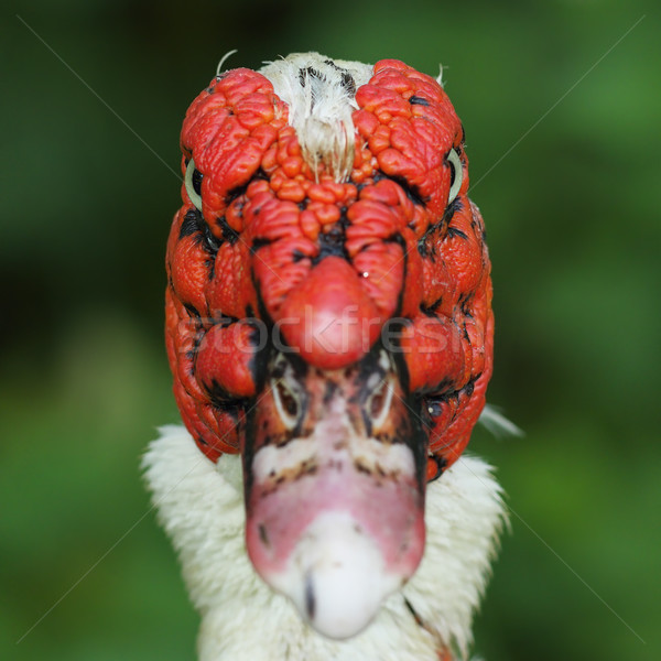 Stock photo: abstract portrait of muscovy duck