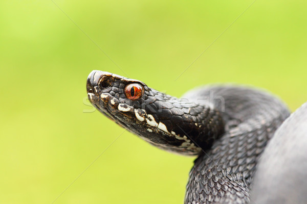 close up of black european common viper Stock photo © taviphoto