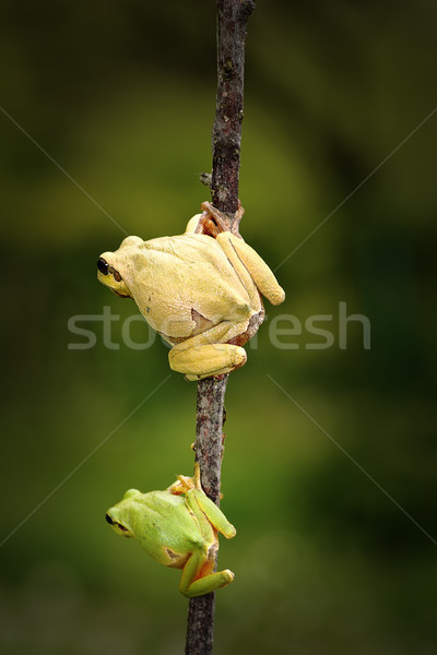 green tree frog family Stock photo © taviphoto