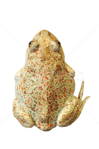 美丽 · 大蒜 · 蟾蜍 ·白· 背景 - 商业照片 08 coroiu octavian