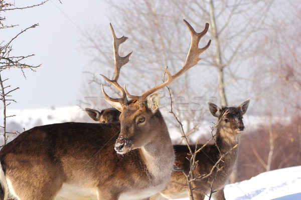 Stock foto: Hirsch · buck · Winter · Tag · Tiere · ziemlich