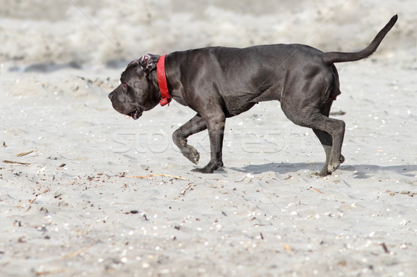 ストックフォト: 小さな · 徒歩 · ビーチ · 犬